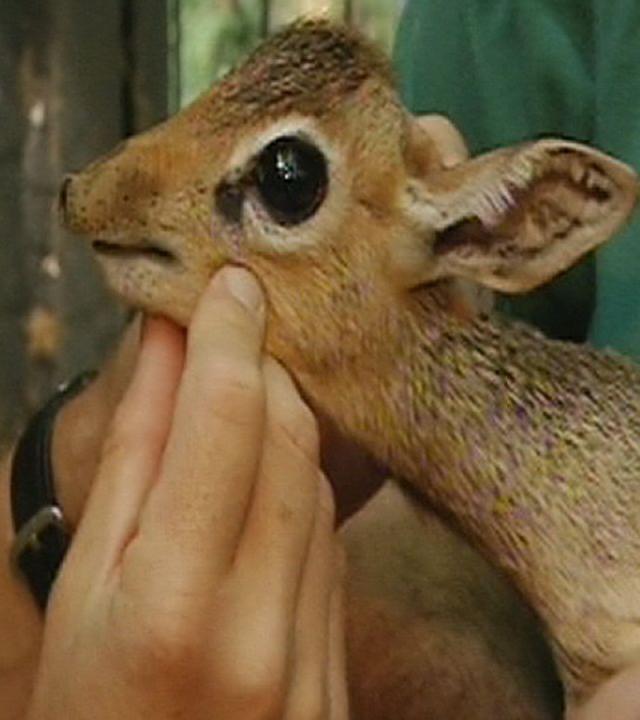 Nicht ohne meine Mutter -