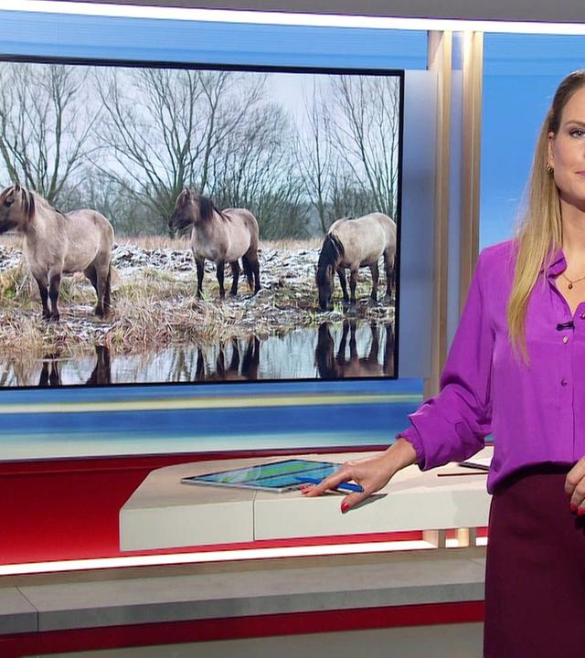 Niedersachsen 18.00 - 13.01.2025