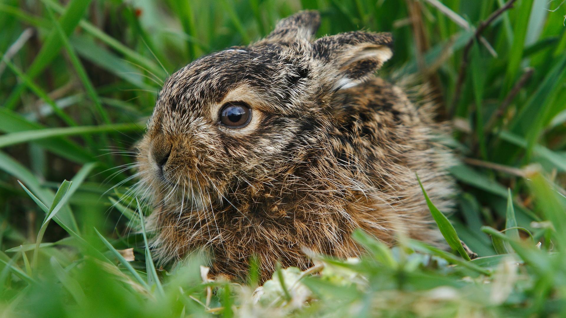 Niedersachsens kleine Helden - Hamster und Hasen