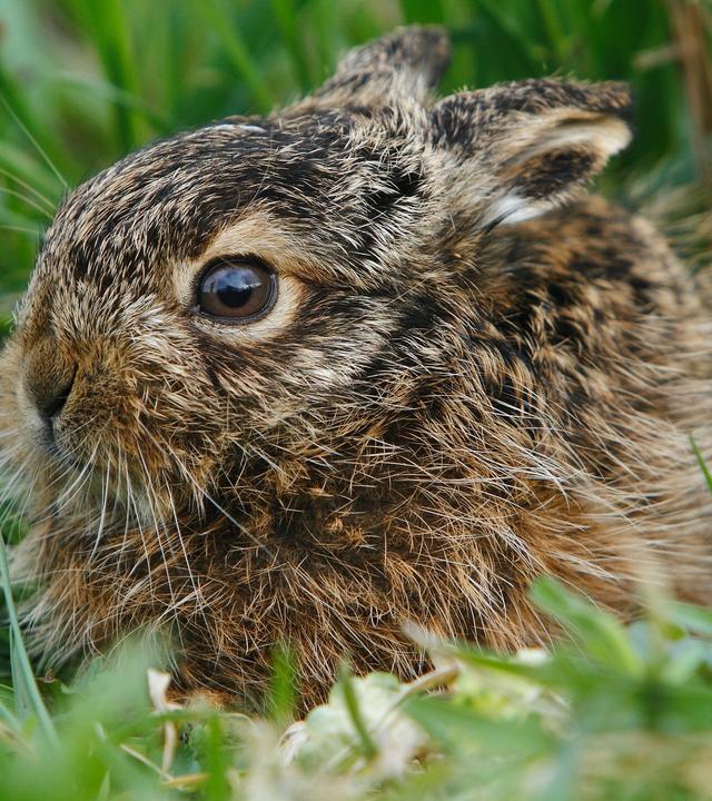 Niedersachsens kleine Helden - Hamster und Hasen