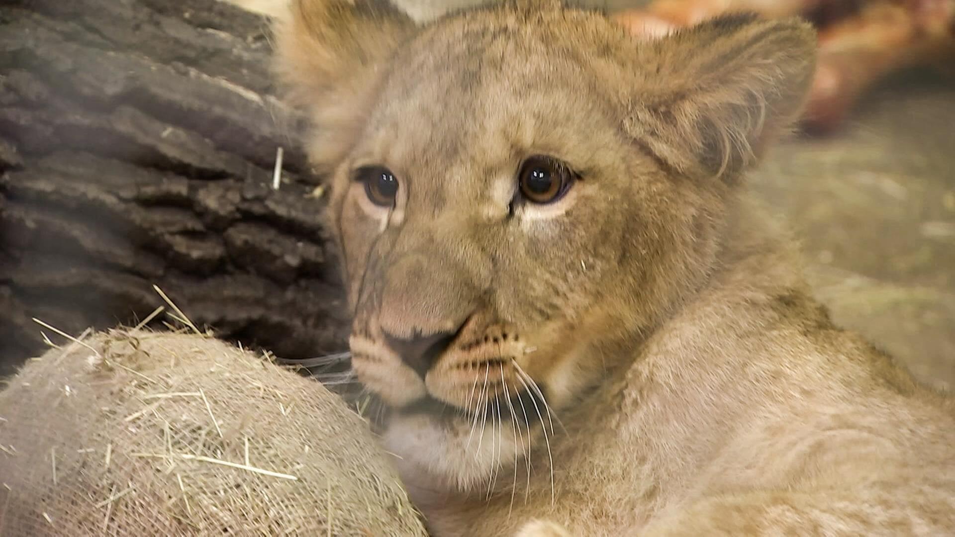 Nikolaus im Löwenhaus