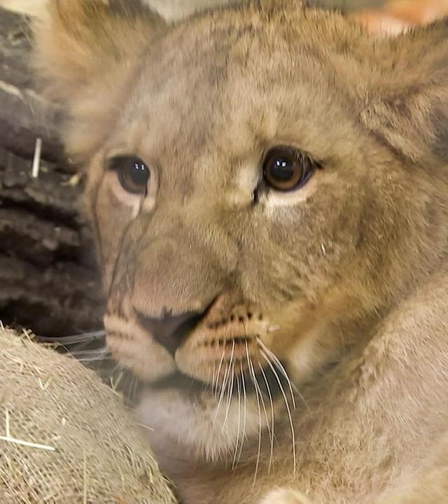 Nikolaus im Löwenhaus