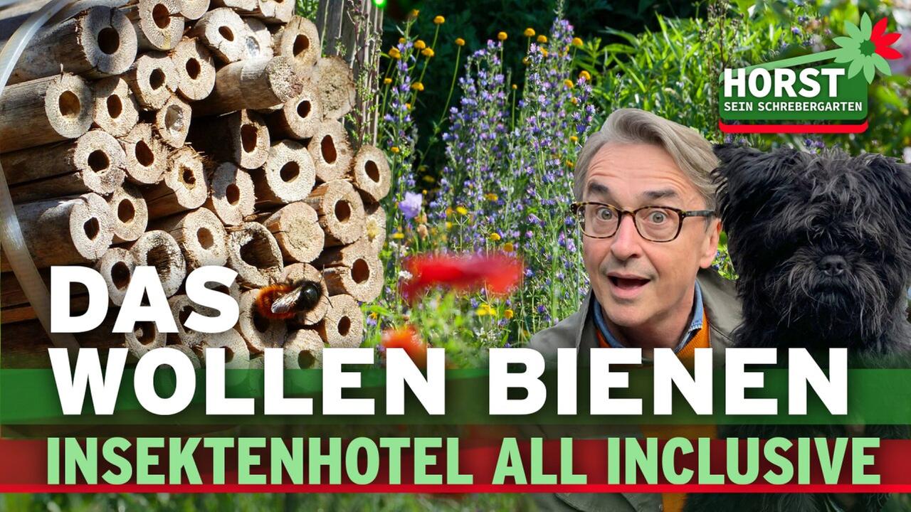 Nisthilfe für Wildbienen bauen und Fehler vermeiden
