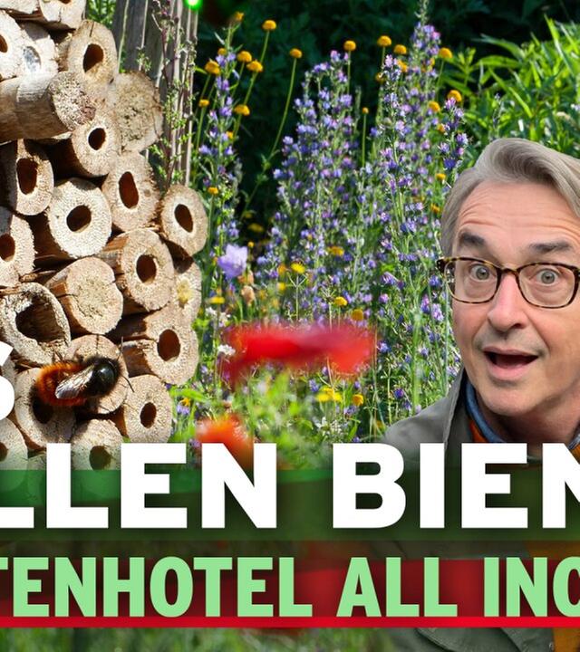 Nisthilfe für Wildbienen bauen und Fehler vermeiden