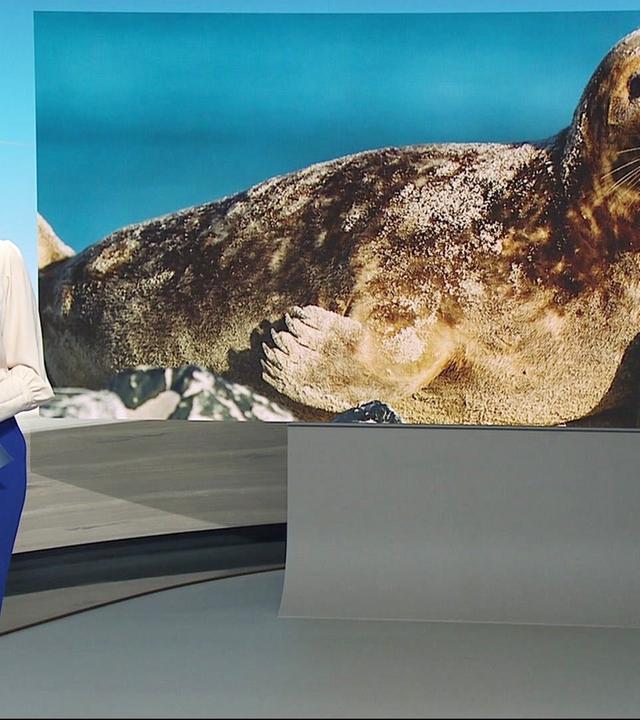 Nordmagazin - 15.11.2024