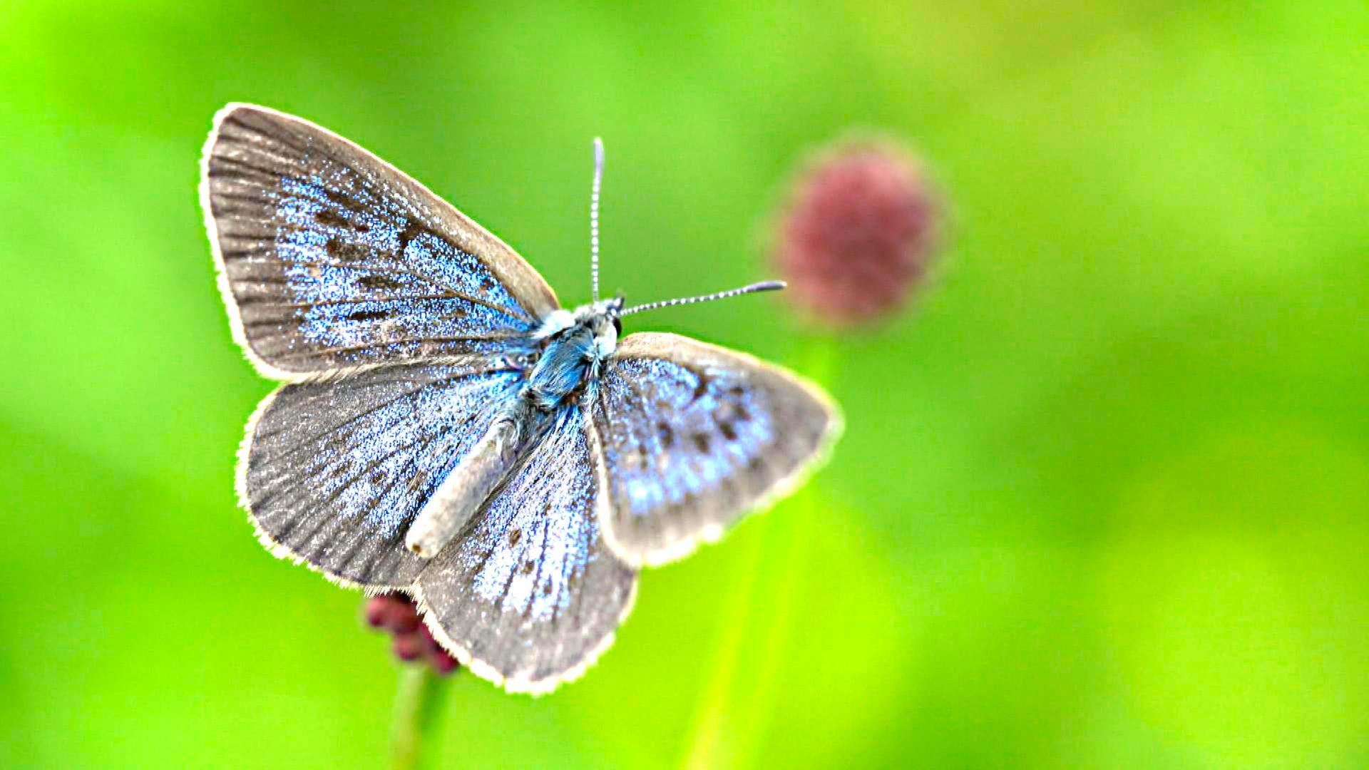 Nützling Schmetterling? Mystischer Alatsee und Bayreuth divers!