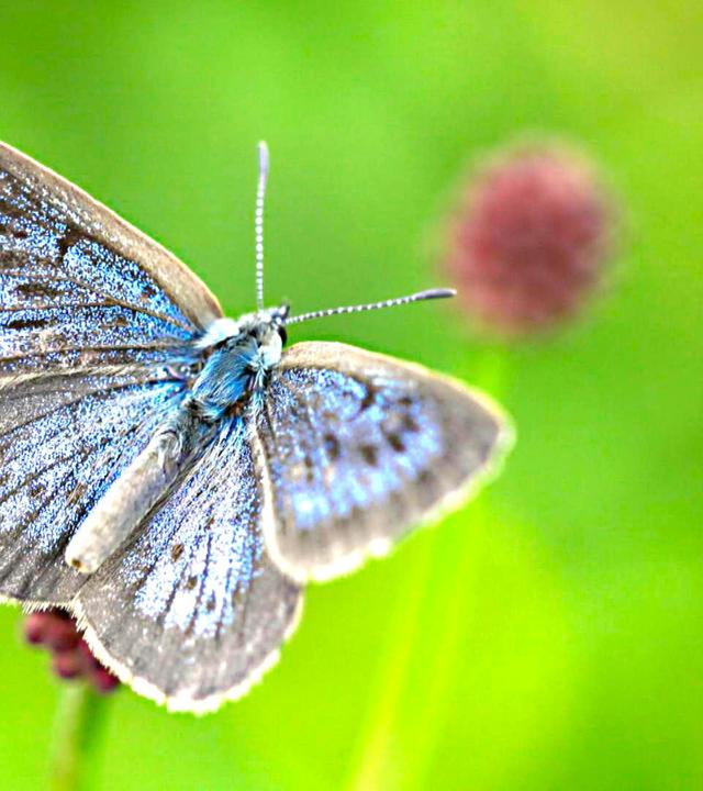 Nützling Schmetterling? Mystischer Alatsee und Bayreuth divers!