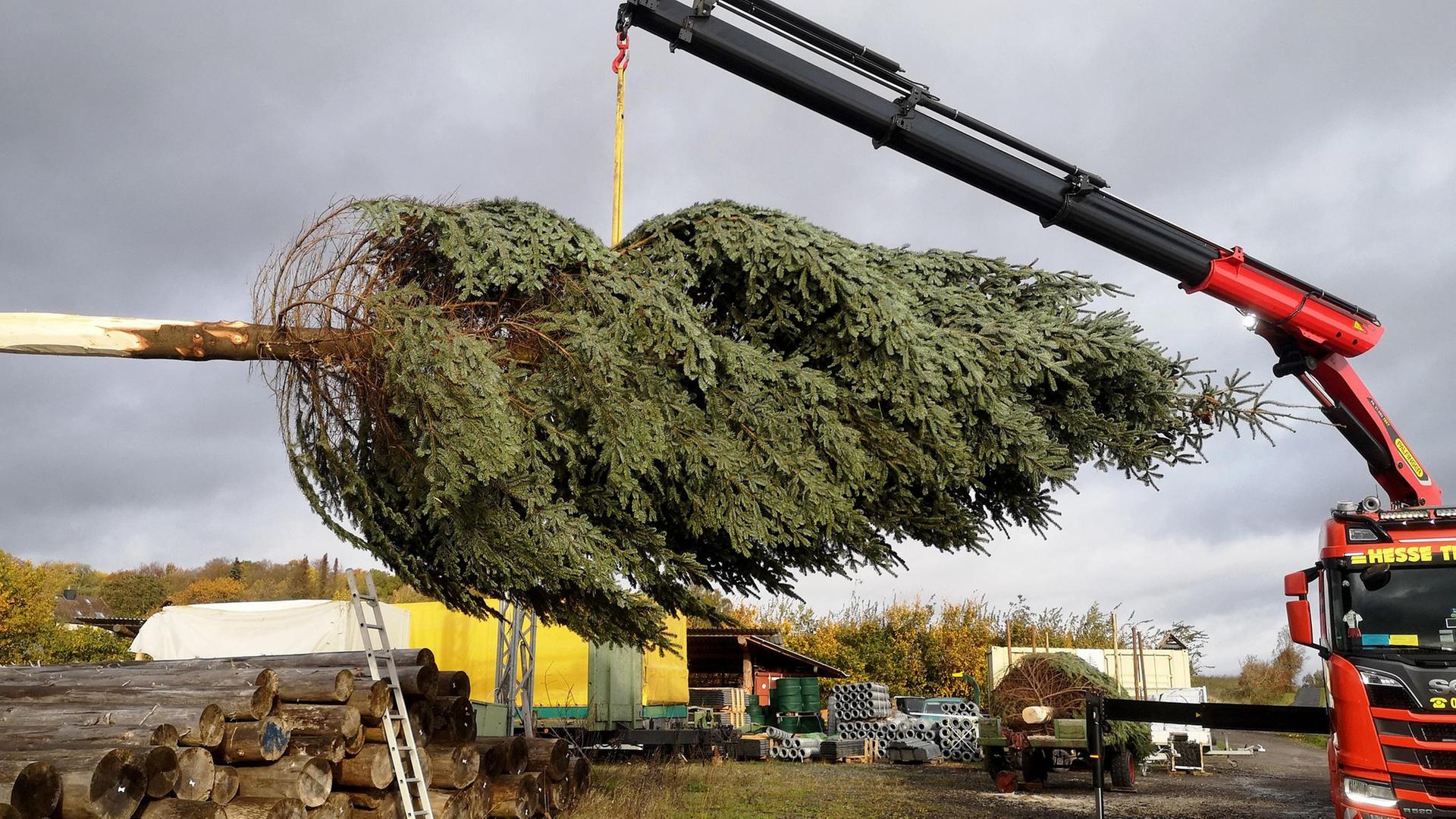 O Tannenbaum - Endspurt auf der Weihnachtsbaumplantage