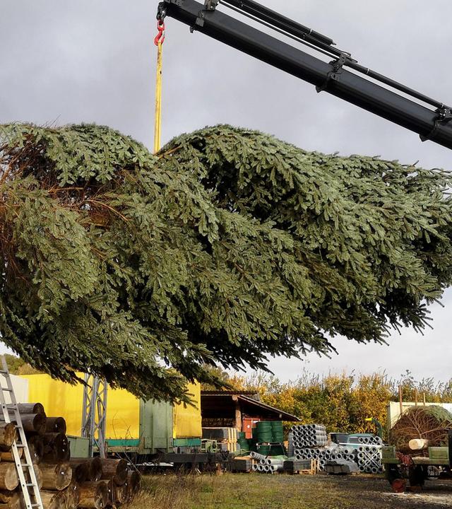 O Tannenbaum - Endspurt auf der Weihnachtsbaumplantage