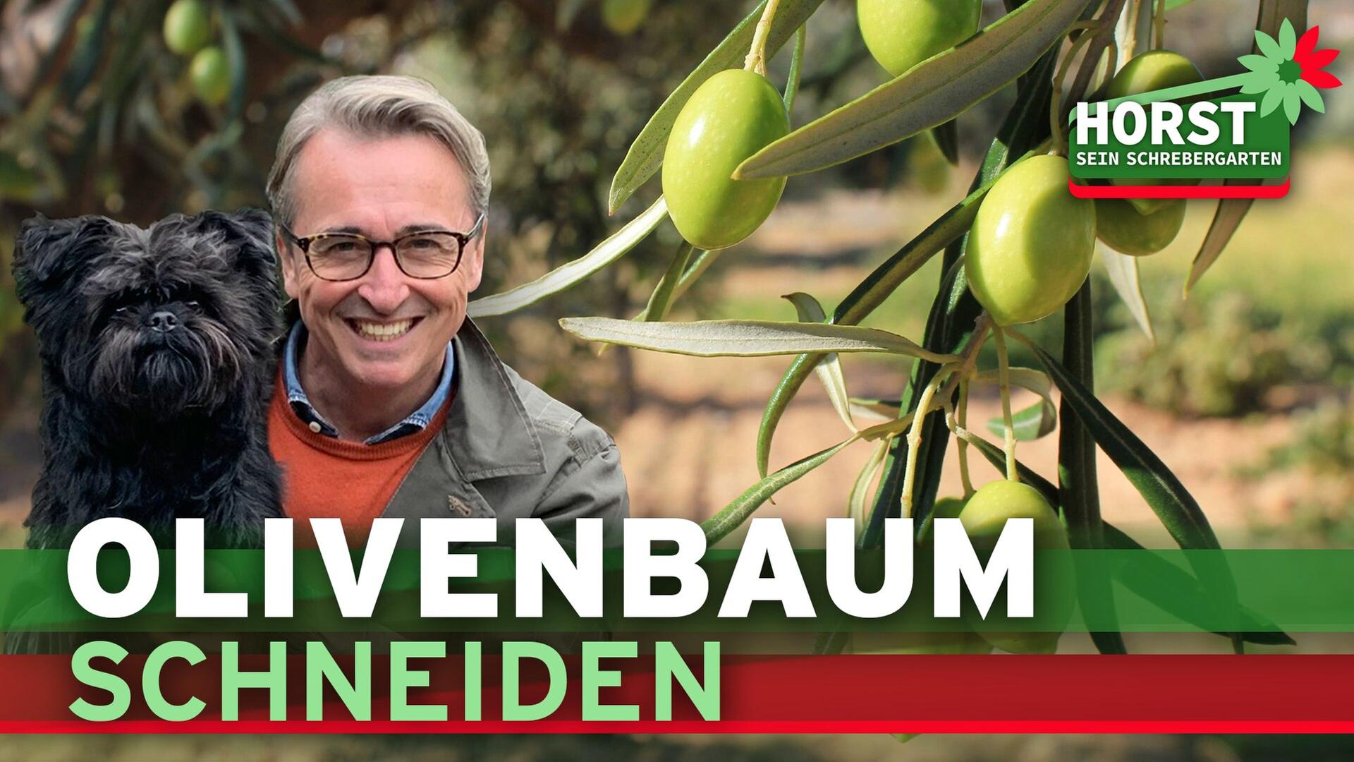 Olivenbaum schneiden - wie und wann schneidet man eigentlich Olivenbäume?