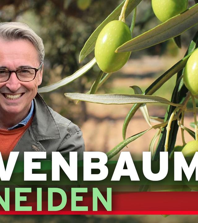 Olivenbaum schneiden - wie und wann schneidet man eigentlich Olivenbäume?
