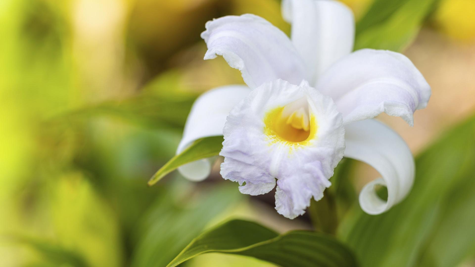 Orchideen, fleischfressende Pflanzen, Karnivoren-Zucht