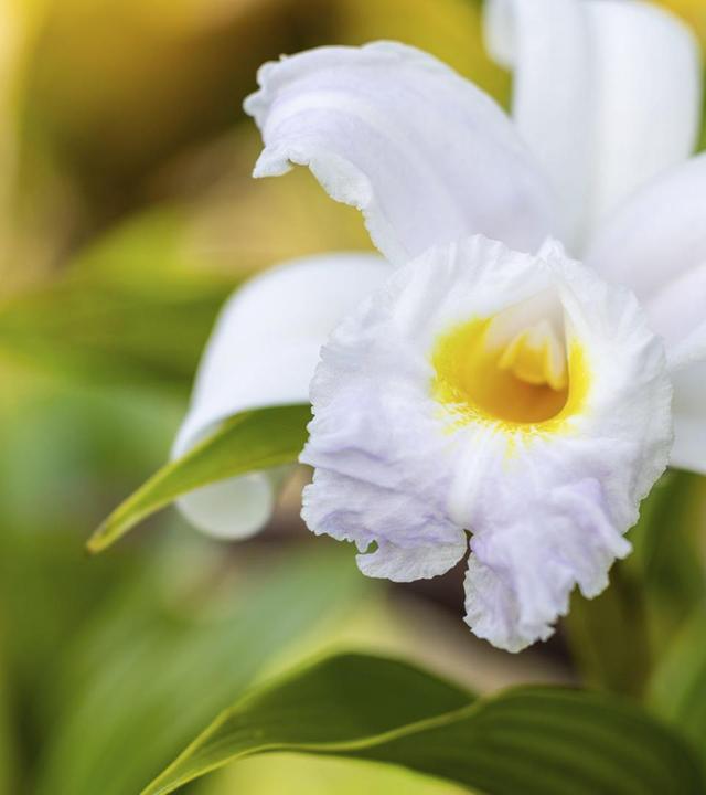 Orchideen, fleischfressende Pflanzen, Karnivoren-Zucht