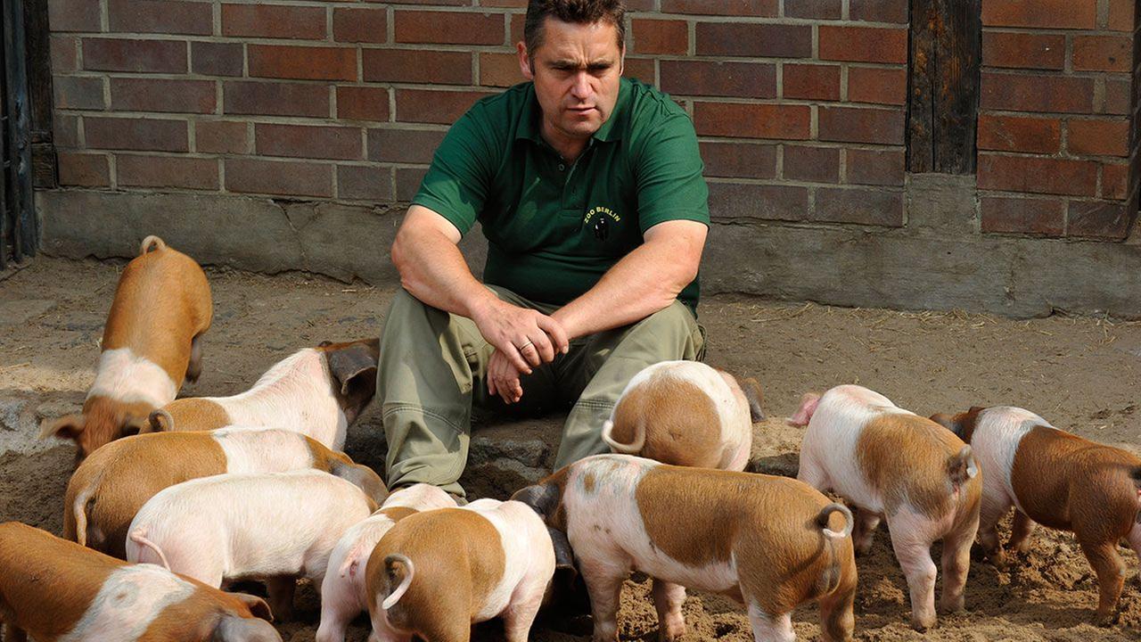 Panda, Gorilla & Co. - Shorties: Elf Ferkel