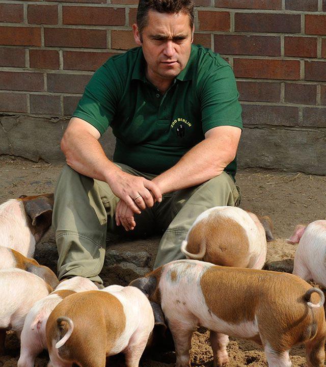 Panda, Gorilla & Co. - Shorties: Elf Ferkel