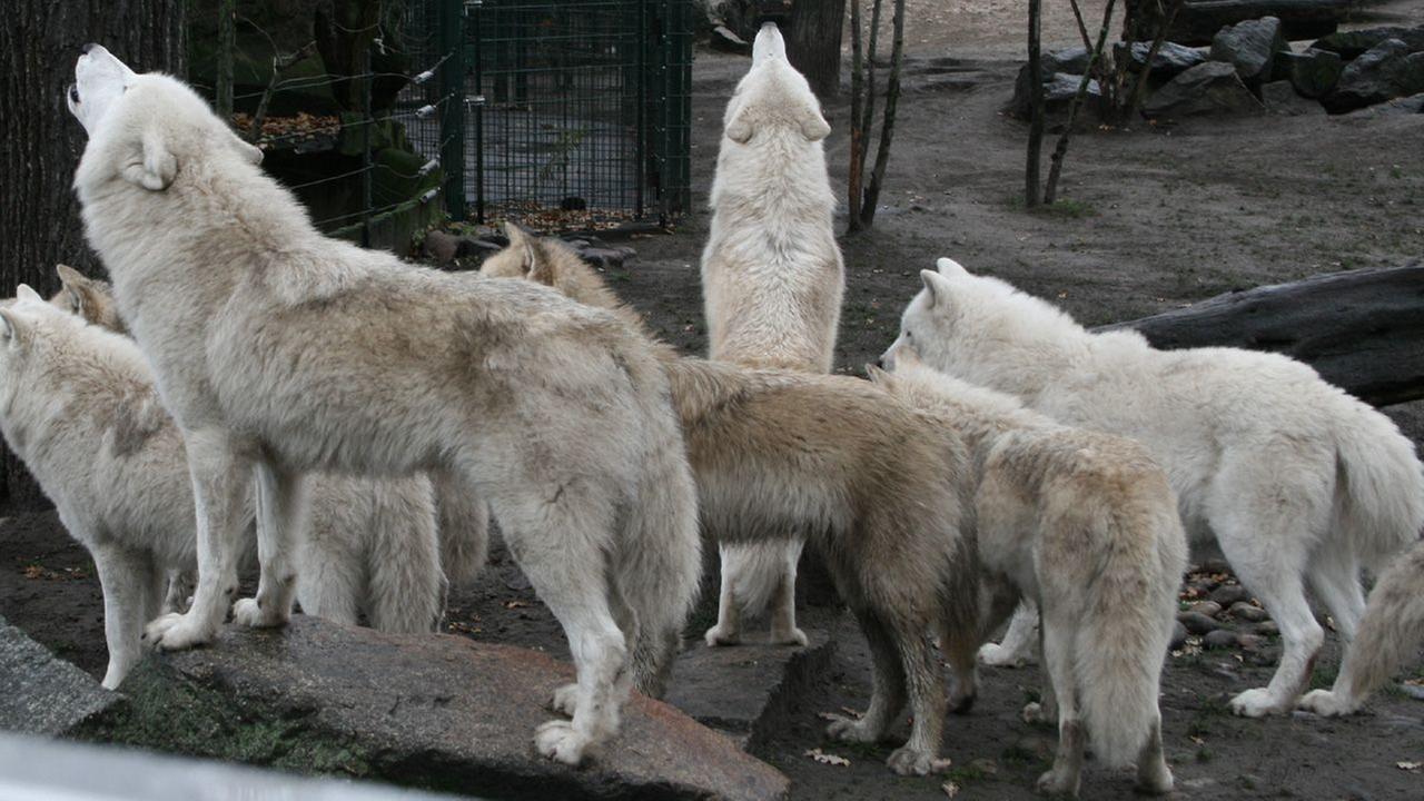 Panda, Gorilla & Co. - Shorties: Gartenarbeit