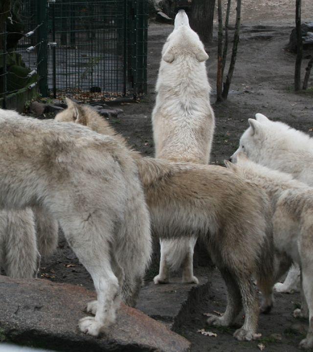 Panda, Gorilla & Co. - Shorties: Gartenarbeit