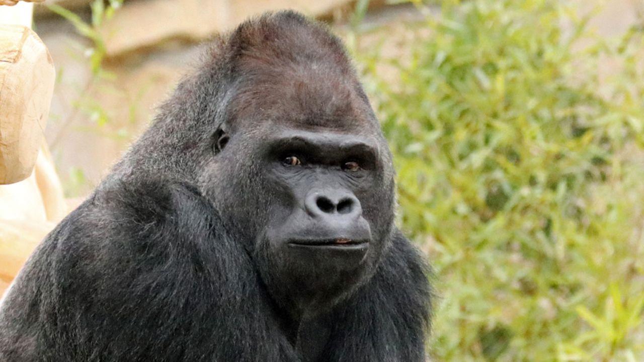 Panda, Gorilla & Co. - Shorties: Geburtstag