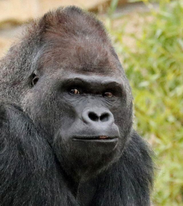 Panda, Gorilla & Co. - Shorties: Geburtstag