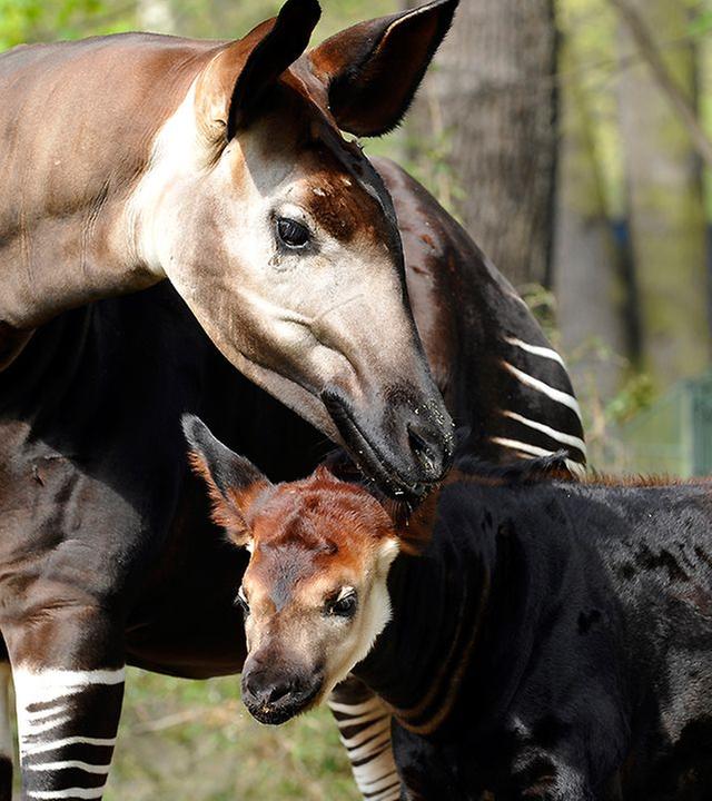 Panda, Gorilla & Co. - Shorties: Kuscheln