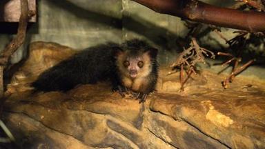 Panda, Gorilla & Co. - Shorties: Tierfamilien