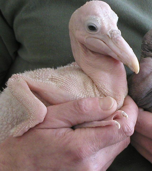 Panda, Gorilla & Co. - Shorties: Vogelnest