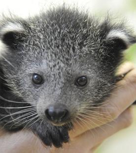 Panda, Gorilla & Co. - Shorties: Wiegen und Füttern