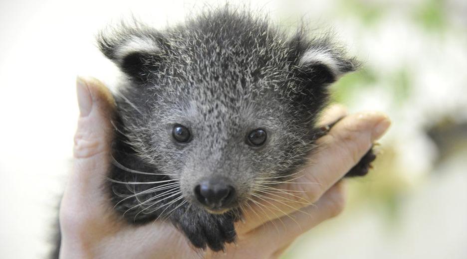 Panda, Gorilla & Co. - Shorties: Wiegen und Füttern