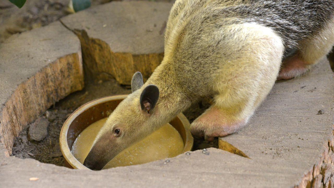 Panda, Gorilla & Co. -