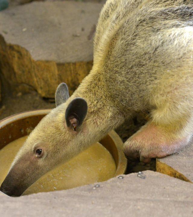 Panda, Gorilla & Co. -