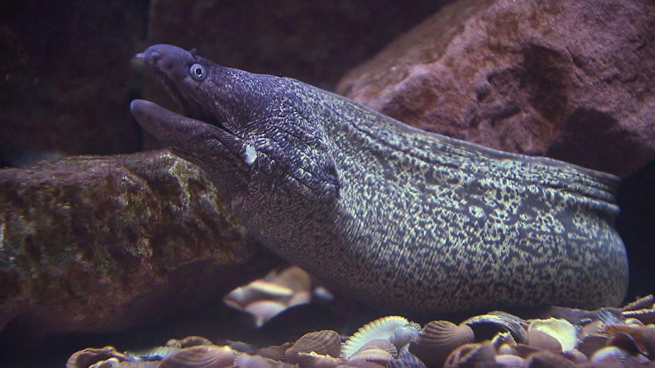 Panda, Gorilla & Co.