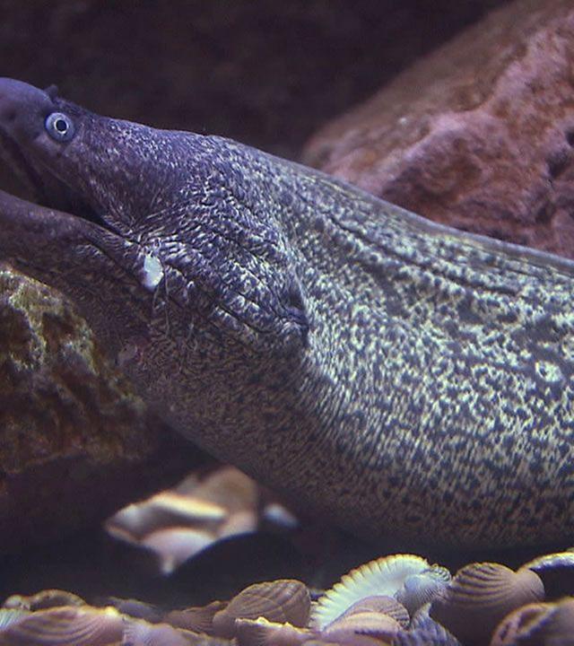 Panda, Gorilla & Co.