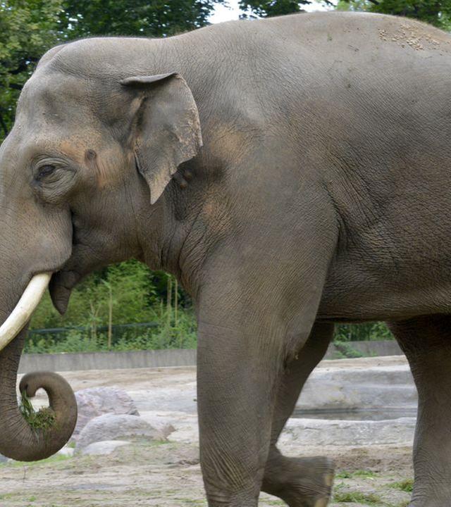 Panda, Gorilla & Co.