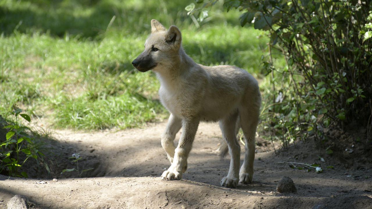 Panda, Gorilla & Co.