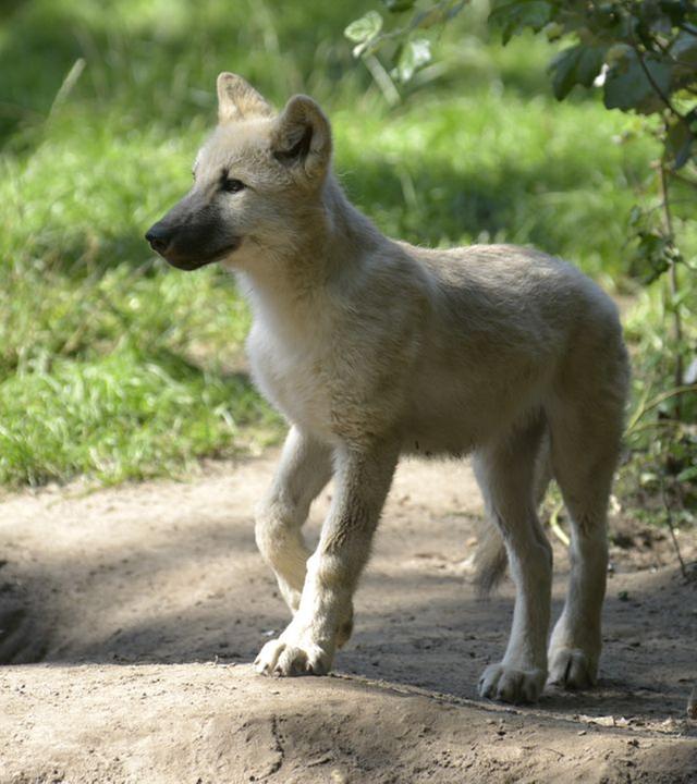 Panda, Gorilla & Co.