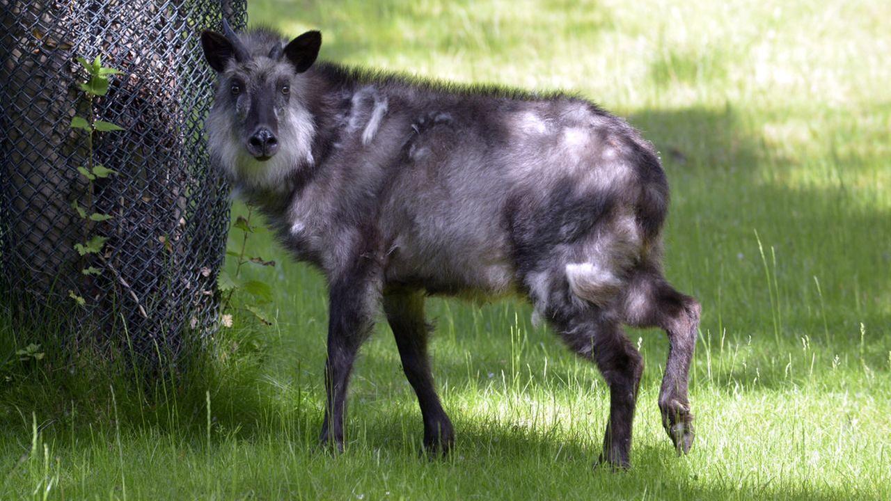 Panda, Gorilla & Co.