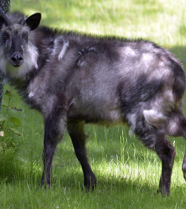 Panda, Gorilla & Co.