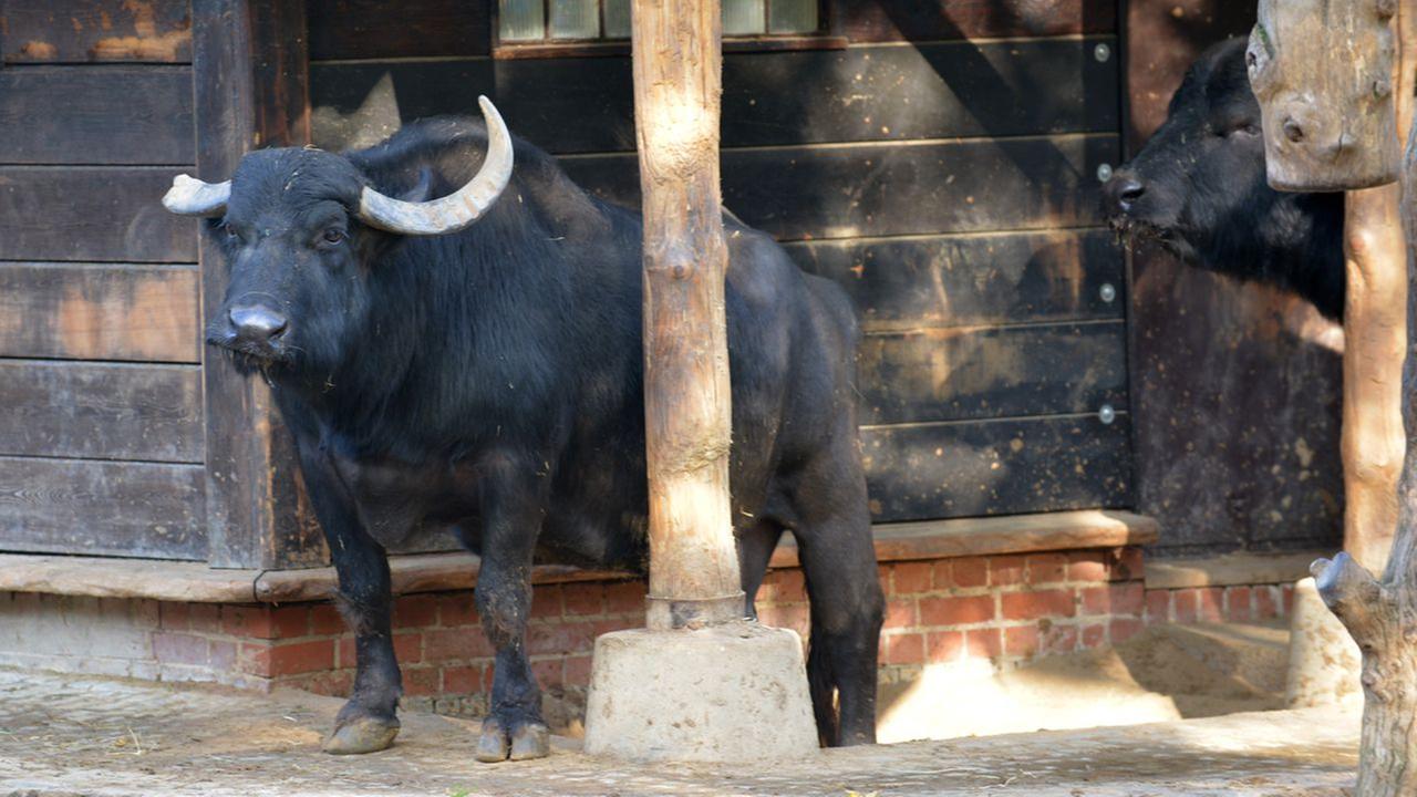 Panda, Gorilla & Co.