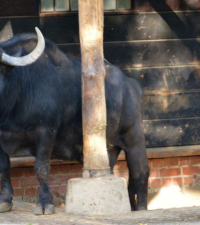 Panda, Gorilla & Co.