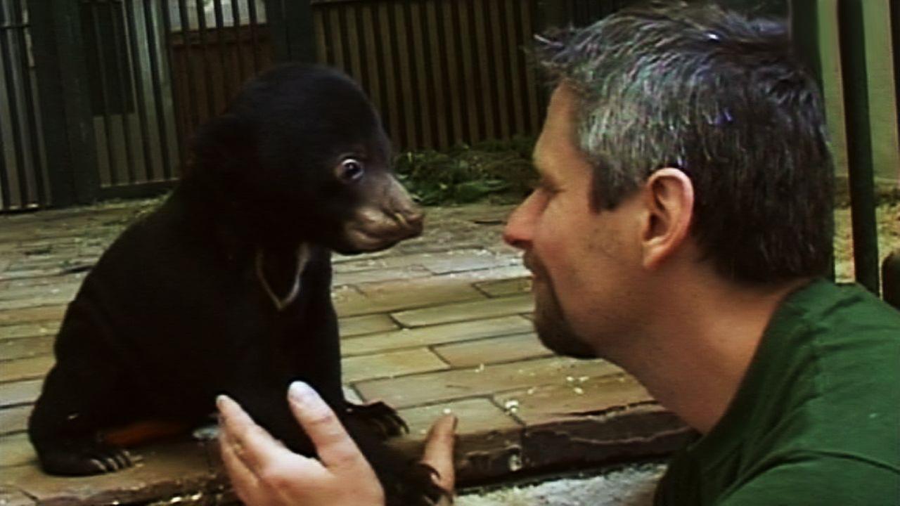 Panda, Gorilla & Co.