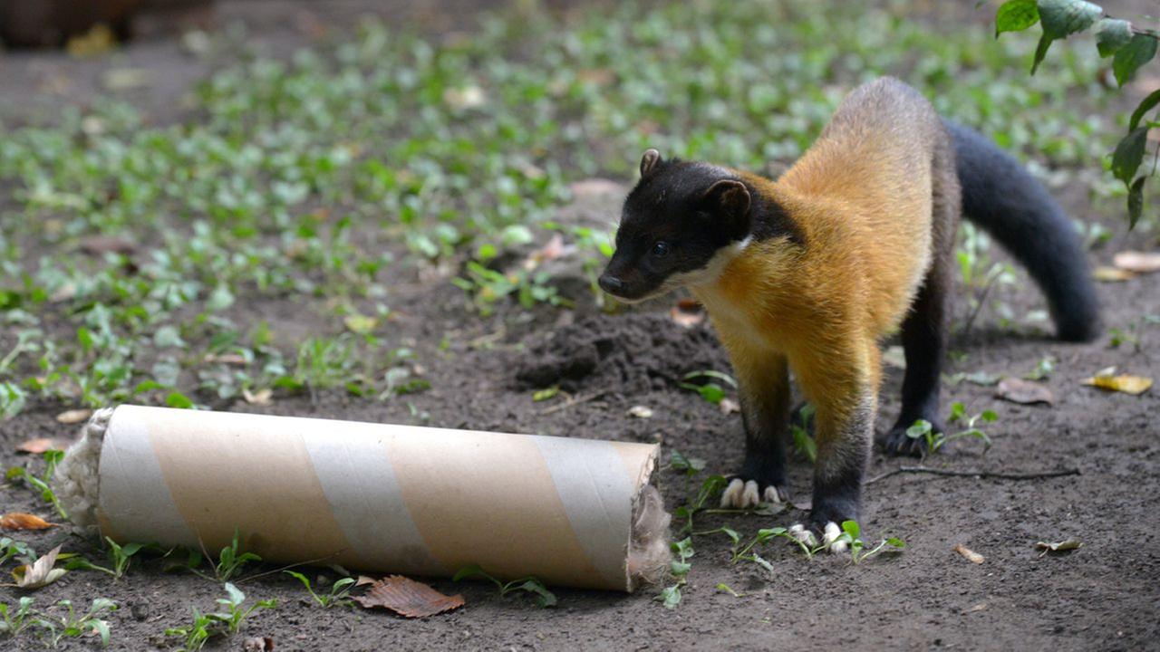 Panda, Gorilla & Co.