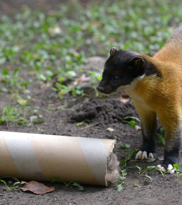 Panda, Gorilla & Co.