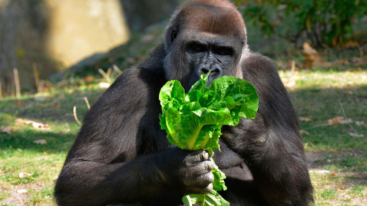 Panda, Gorilla & Co.