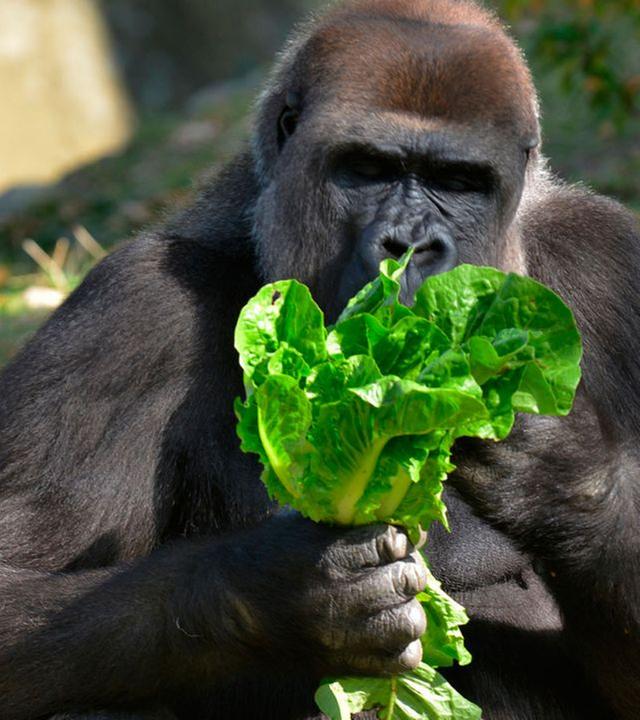 Panda, Gorilla & Co.