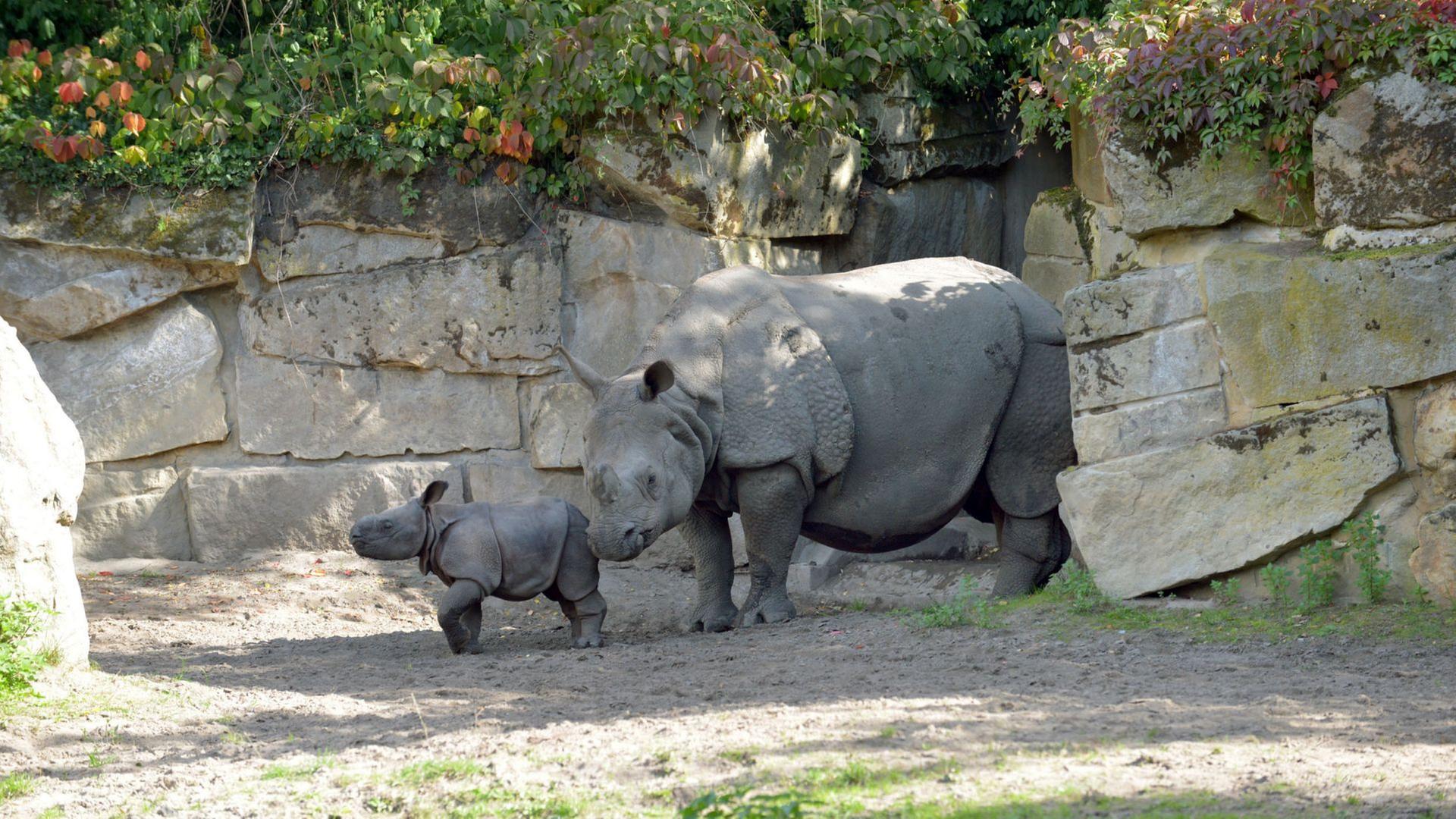 Panda, Gorilla & Co.