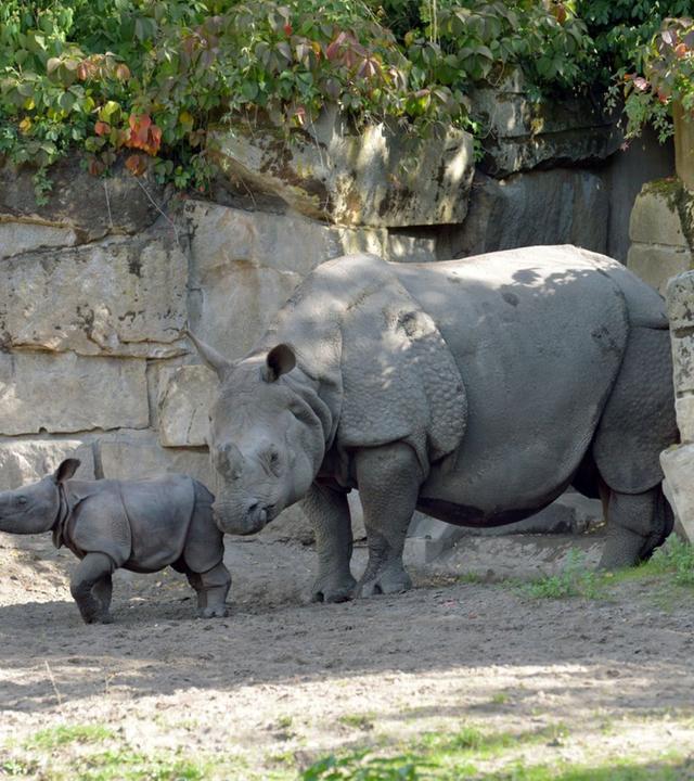 Panda, Gorilla & Co.