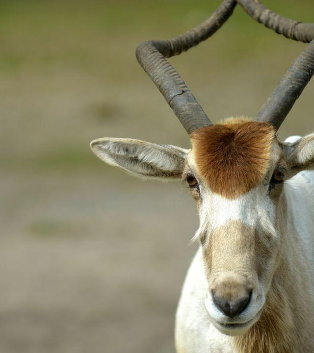 Panda, Gorilla & Co.