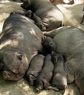 Panda, Gorilla & Co.