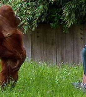 Panda, Gorilla & Co.