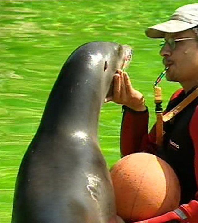 Panda, Gorilla & Co.